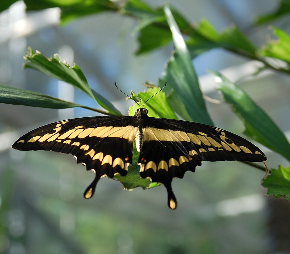Papilio thoas — cola de golondrina gigante