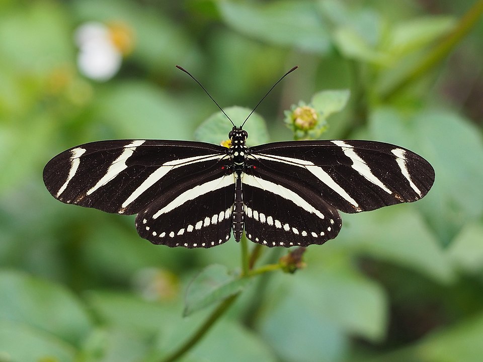 Heliconius charithonia — mariposa cebra