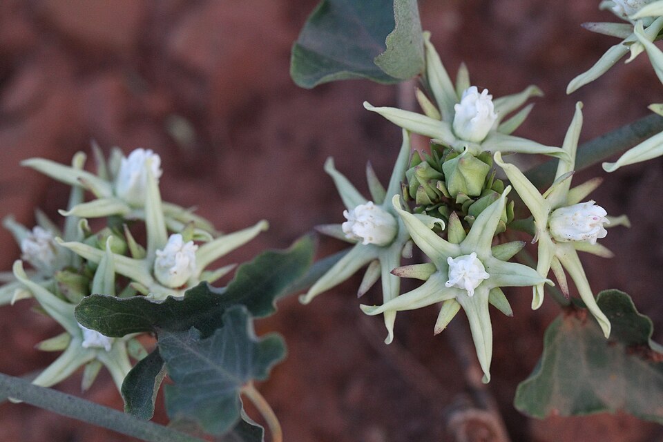 Morrenia odorata — planta de tasi en flor