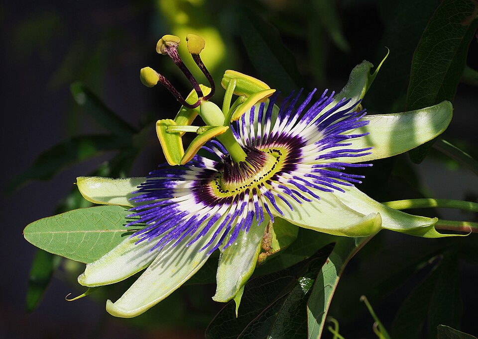 Passiflora caerulea — flor del mburucuyá