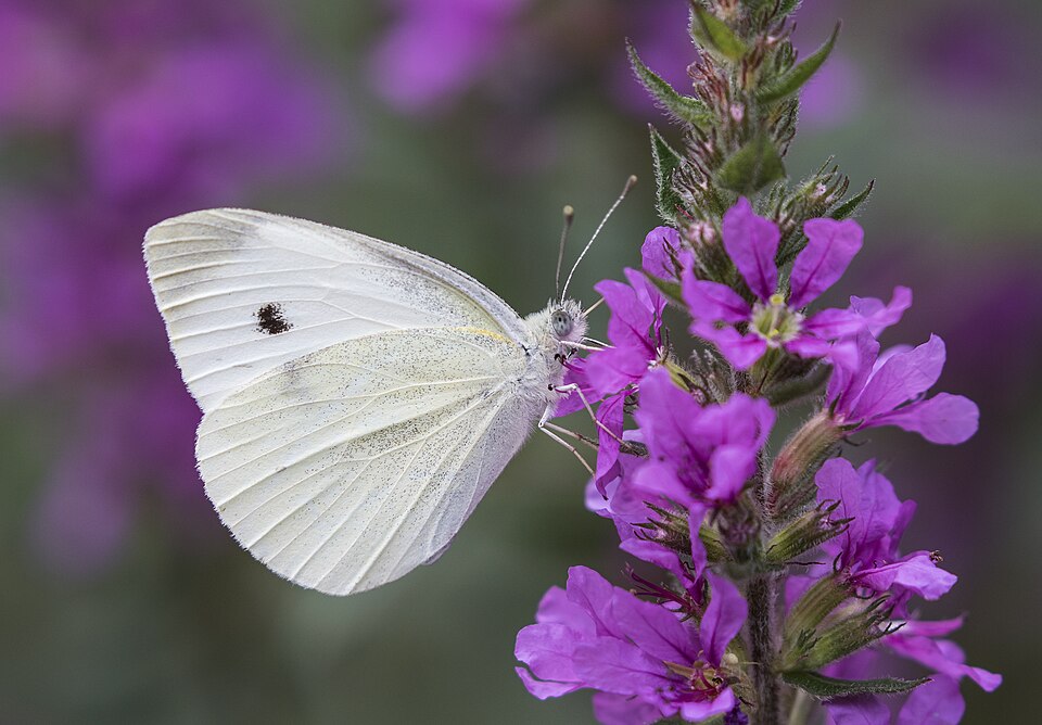 Pieris rapae — blanca de la col