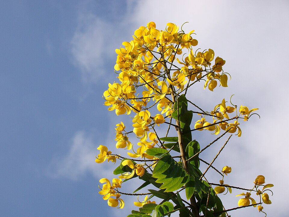 Senna spectabilis — leguminosa nativa