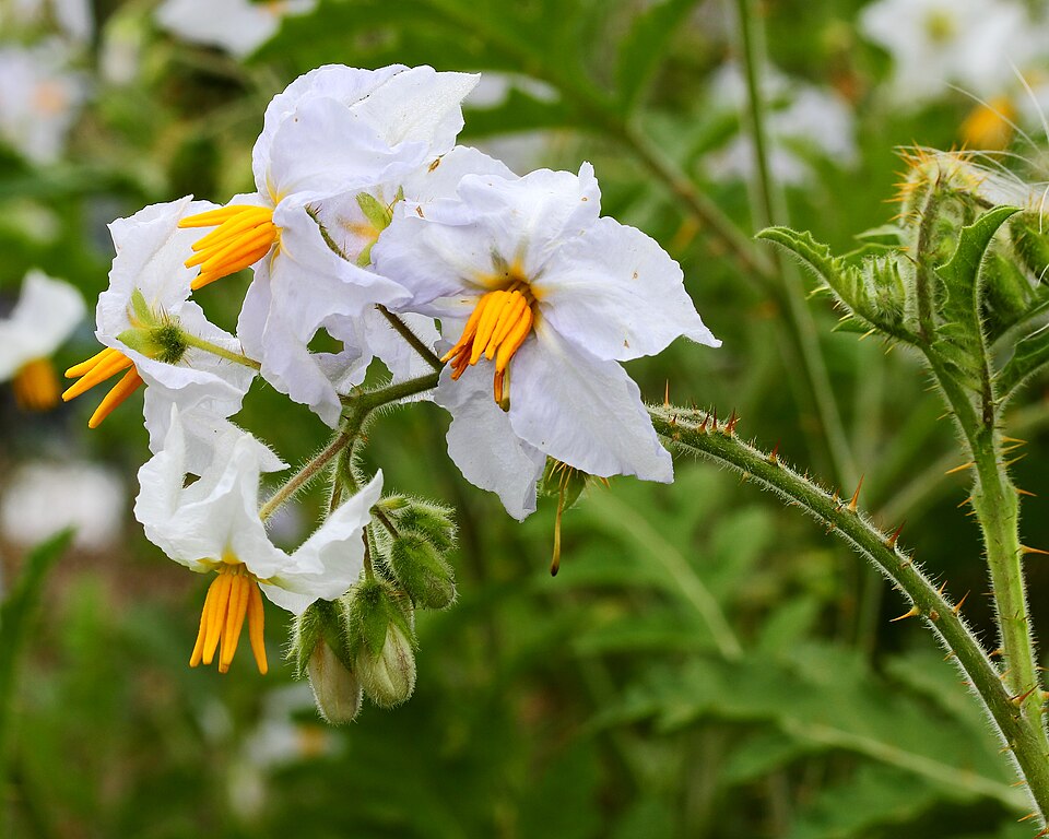 Solanum sisymbriifolium — revienta caballos